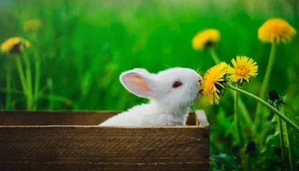 九游娱乐app官网-意甲老牌球队青训回归计划，意甲老牌强队